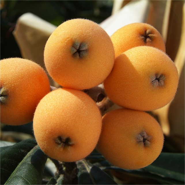 Five-star Loquat Seeds|🍑Flat 50% Saving🍑