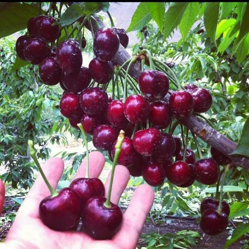 Hybrid Rainier Cherry Fruit Seeds | 🔥GET PLANT GROWTH SERUM FREE 🔥