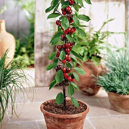 Hybrid Rainier Cherry Fruit Seeds | 🔥GET PLANT GROWTH SERUM FREE 🔥