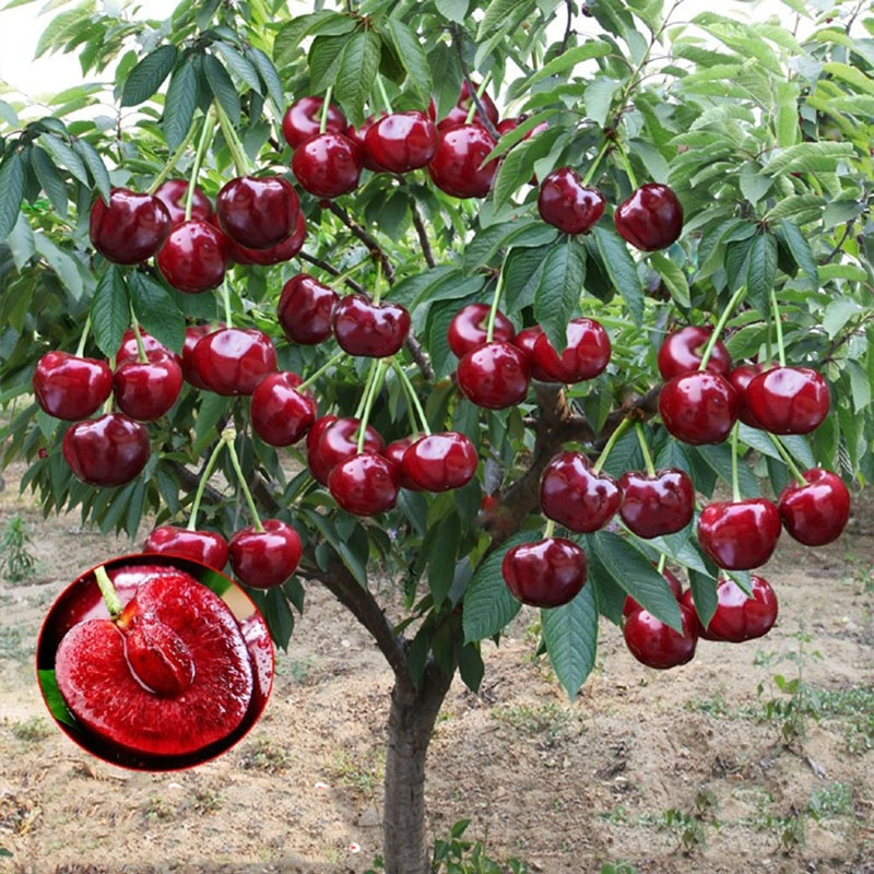 Hybrid Rainier Cherry Fruit Seeds | 🔥GET PLANT GROWTH SERUM FREE 🔥